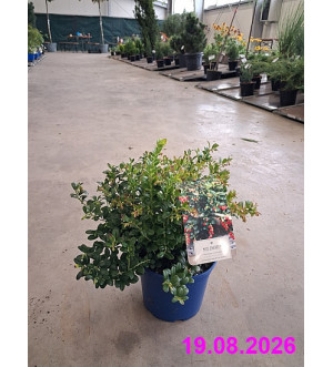 Vaccinium vitis-idaea 'Miss Cherry'® C 2 L
